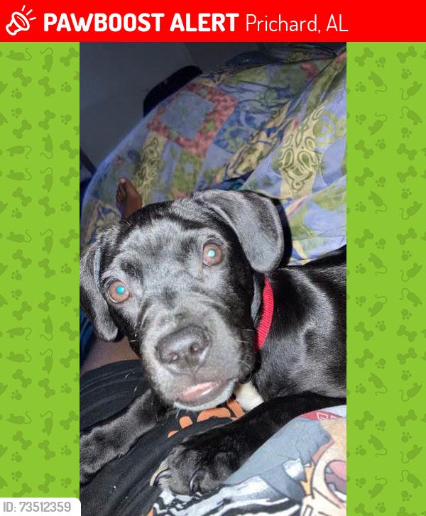 Lost Male Dog last seen The blue corner store in the middle, Prichard, AL 36610