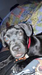 Lost Male Dog last seen The blue corner store in the middle, Prichard, AL 36610
