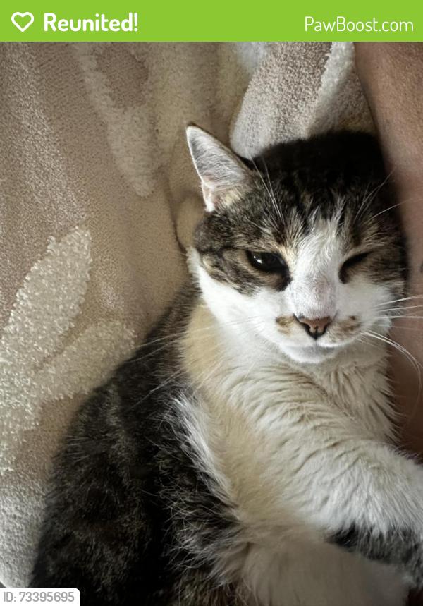 Reunited Female Cat last seen Woodrow and John Lee near Woodrow Elementary, Modesto, CA 95350