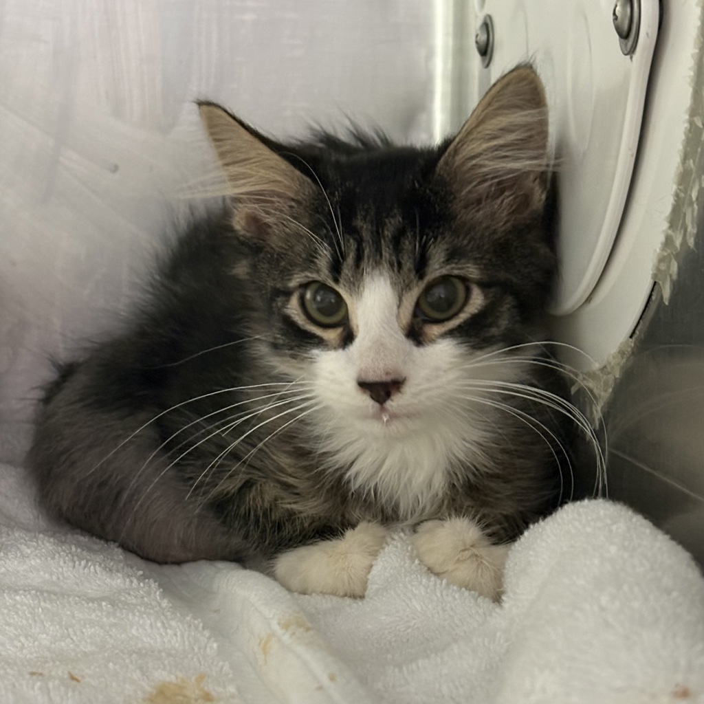 Shelter Stray Male Cat last seen Apt 2A,3461 Wilson Avenue, BRONX, NY, 10469, 326 E 110th St, New York, NY 10029, USA
