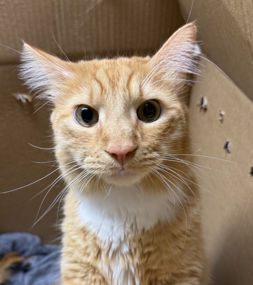 Shelter Stray Male Cat last seen SW 29th Place /SW 30th Ave, PORTLAND, OR, 97219, 1700 W Historic Columbia River Hwy, Troutdale, OR 97060, USA
