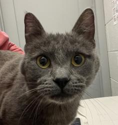 Shelter Stray Female Cat last seen Pierce St and W 14th Ave, Lakewood, CO, 80214, 580 McIntyre St, Golden, CO 80401, USA