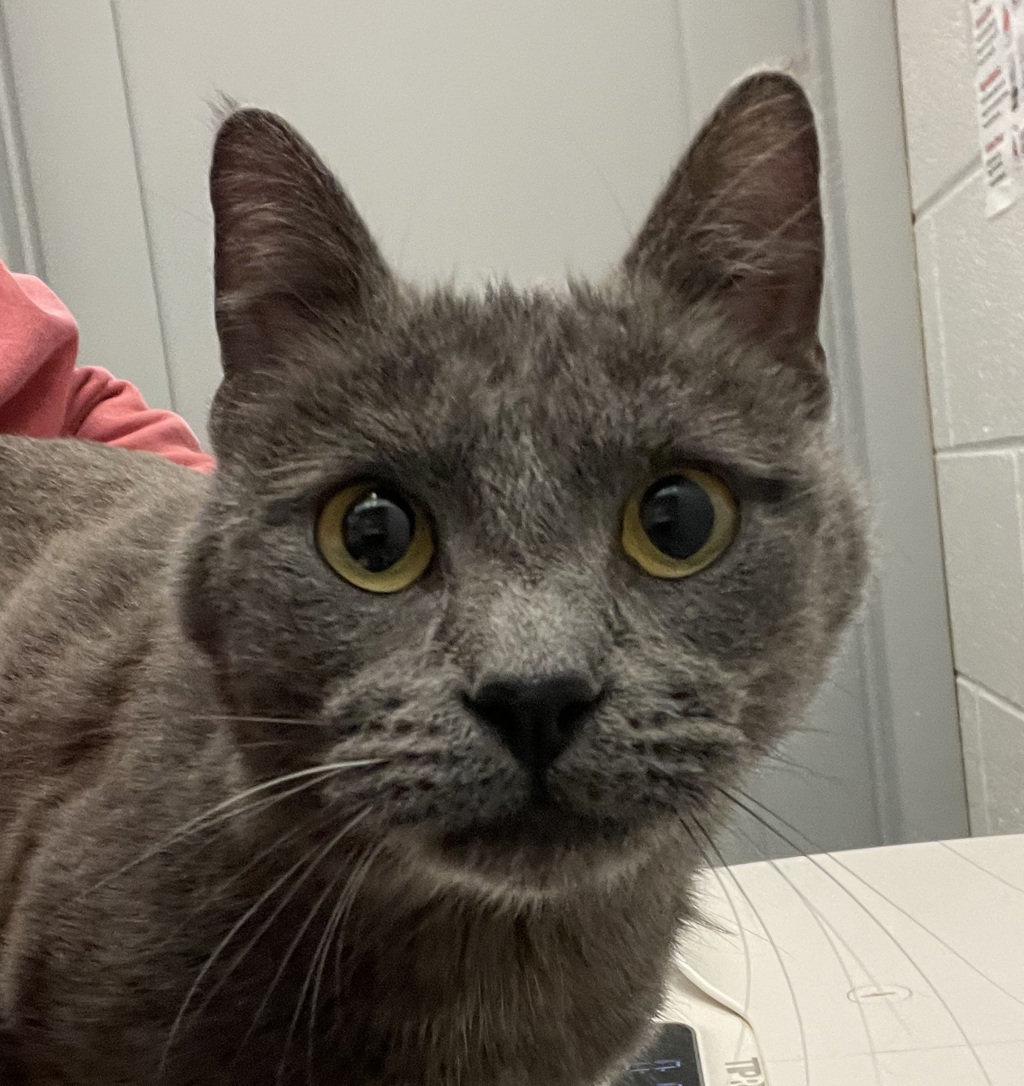Shelter Stray Female Cat last seen Pierce St and W 14th Ave, Lakewood, CO, 80214, 580 McIntyre St, Golden, CO 80401, USA