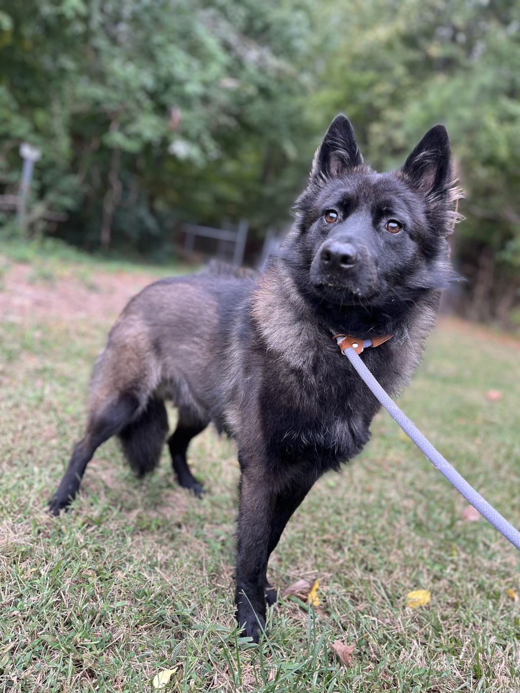 Shelter Stray Male Dog last seen Near Virginia Beach Boulevard, VIRGINIA BEACH, VA, 23452, 341 S Birdneck Rd, Virginia Beach, VA 23451, USA