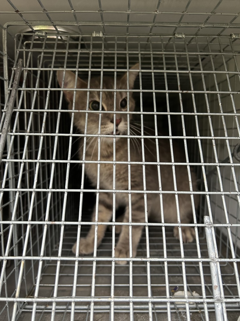 Shelter Stray Unknown Cat last seen Near Haden Road, VIRGINIA BEACH, VA, 23455, 341 S Birdneck Rd, Virginia Beach, VA 23451, USA