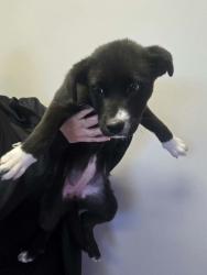 Shelter Stray Female Dog last seen UT, 511 W 3900 S, Salt Lake City, UT 84123, USA