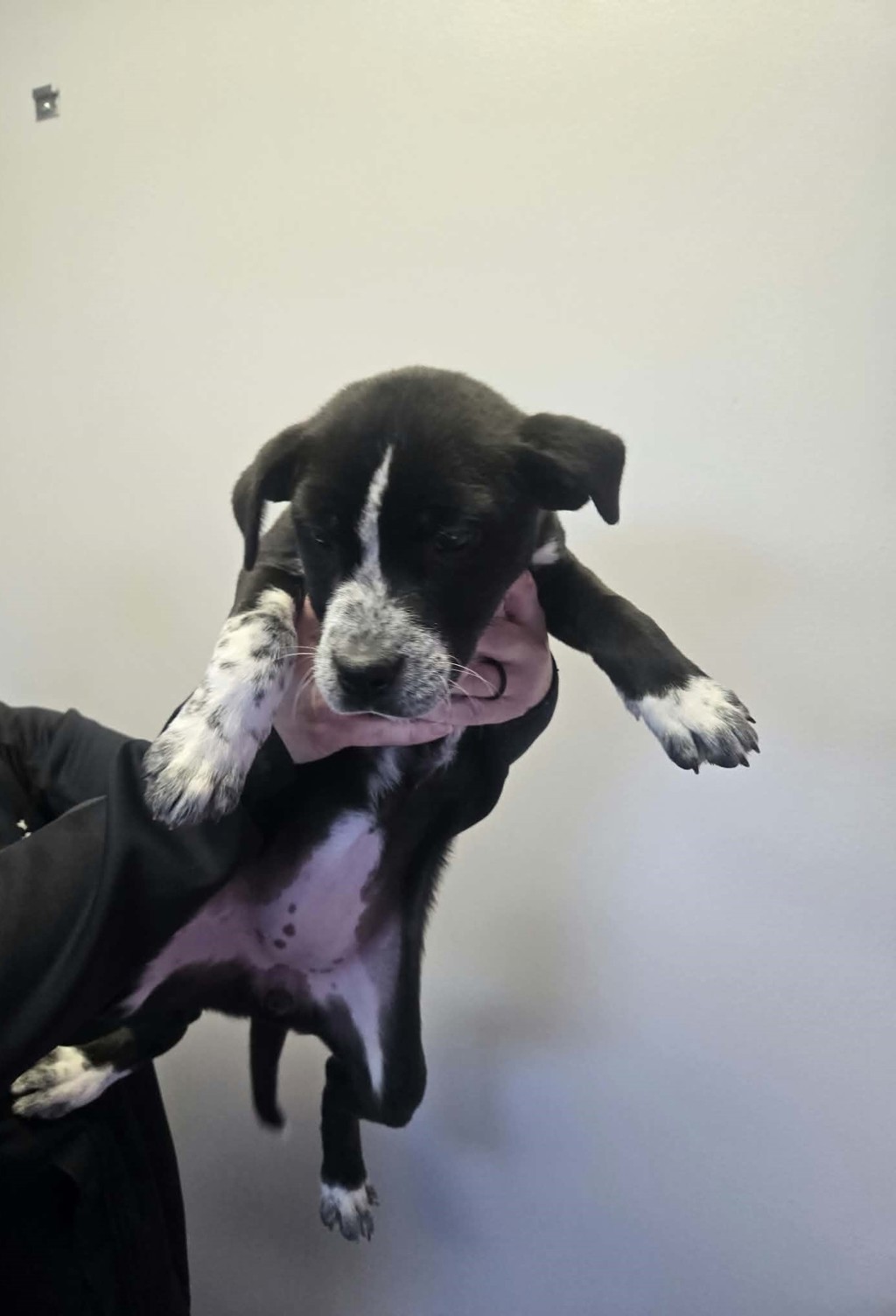 Shelter Stray Female Dog last seen UT, 511 W 3900 S, Salt Lake City, UT 84123, USA