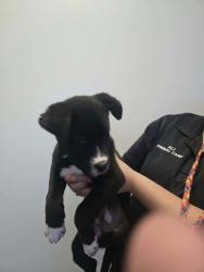 Shelter Stray Male Dog last seen UT, 511 W 3900 S, Salt Lake City, UT 84123, USA