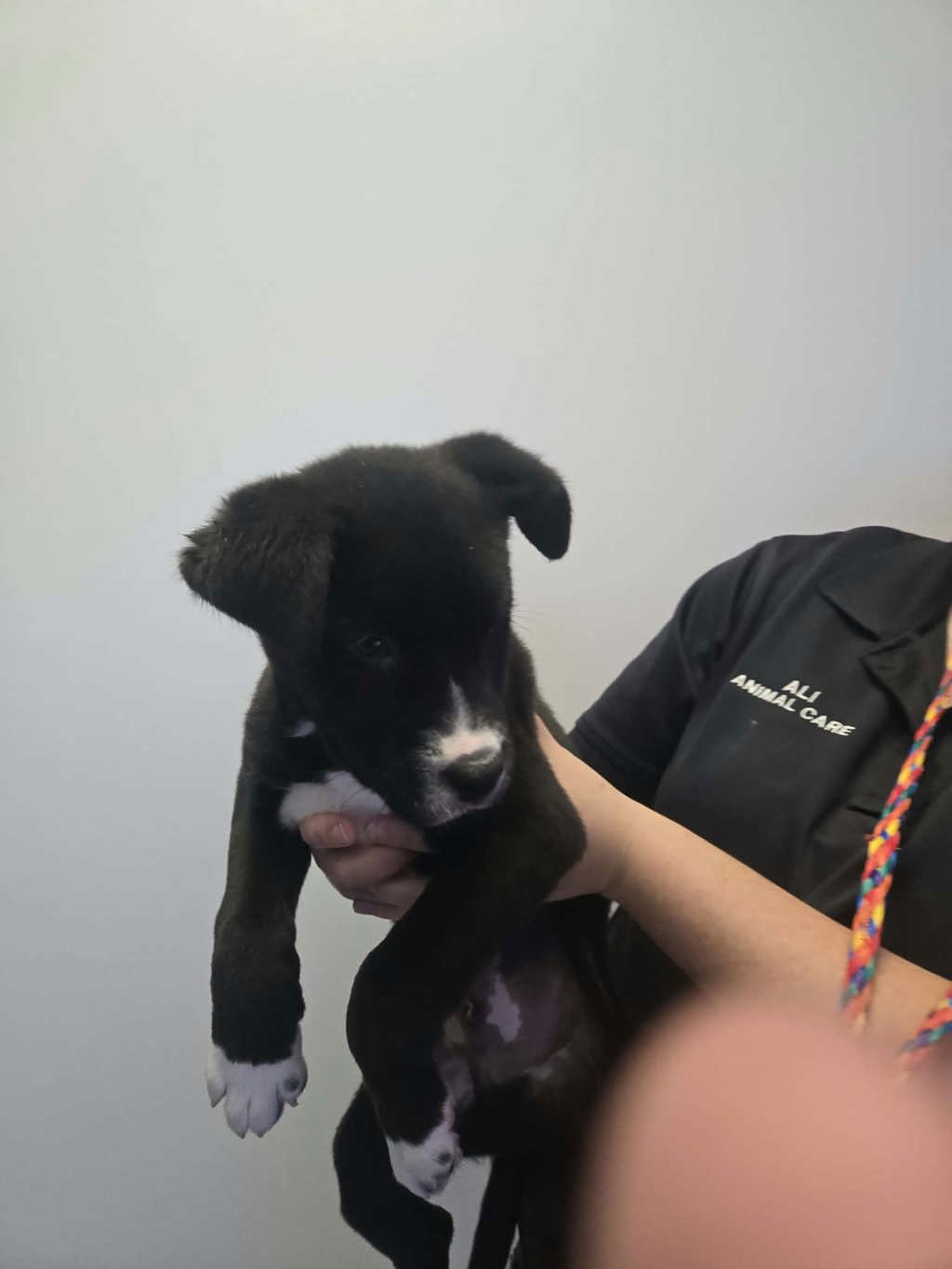 Shelter Stray Male Dog last seen UT, 511 W 3900 S, Salt Lake City, UT 84123, USA
