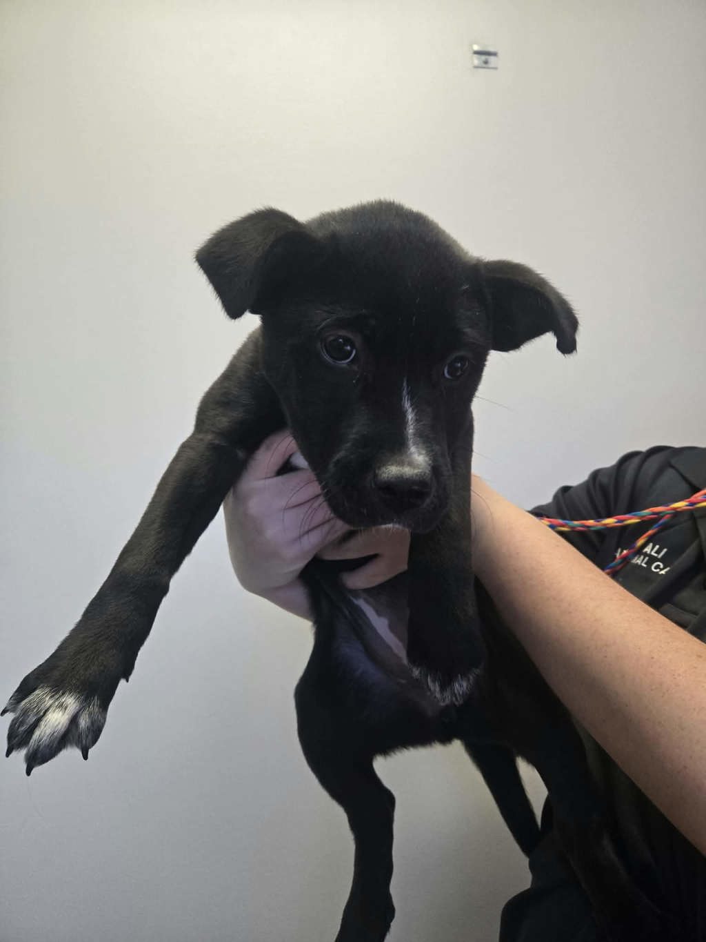 Shelter Stray Female Dog last seen UT, 511 W 3900 S, Salt Lake City, UT 84123, USA