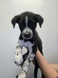 Shelter Stray Male Dog last seen UT, 511 W 3900 S, Salt Lake City, UT 84123, USA