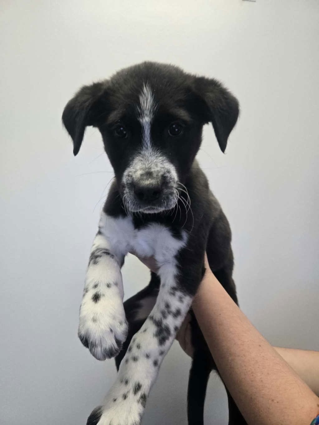 Shelter Stray Male Dog last seen UT, 511 W 3900 S, Salt Lake City, UT 84123, USA