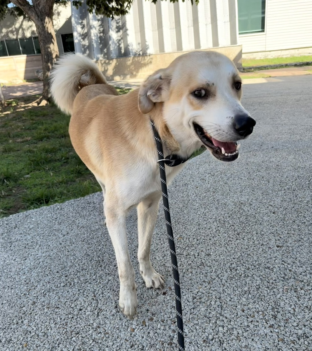 Shelter Stray Male Dog last seen Farm To Market Road 973, AUSTIN, TX, 78719, 7201 Levander Loop bldg a, Austin, TX 78702, USA