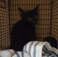 Shelter Stray Unknown Cat last seen Near Tillery Street, AUSTIN, TX, 78702, 7201 Levander Loop bldg a, Austin, TX 78702, USA