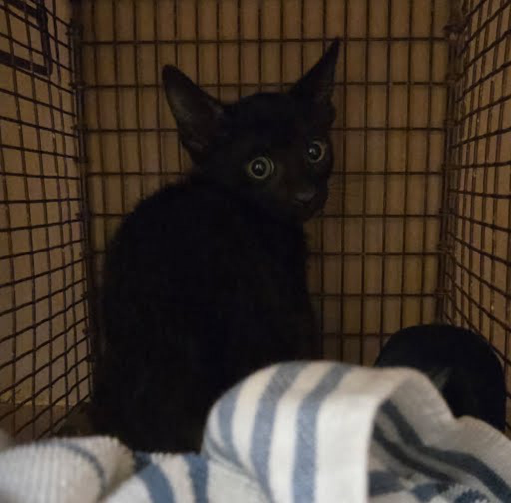 Shelter Stray Male Cat last seen Near Tillery Street, AUSTIN, TX, 78702, 7201 Levander Loop bldg a, Austin, TX 78702, USA