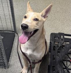 Shelter Stray Female Dog last seen Near scenic Trails Way, Escondido, CA, 92029, Escondido, CA 92027, USA