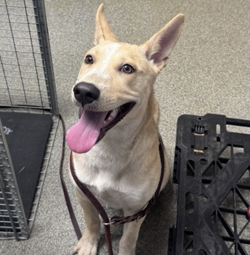 Shelter Stray Female Dog last seen Near scenic Trails Way, Escondido, CA, 92029, Escondido, CA 92027, USA