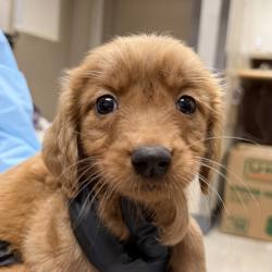 Shelter Stray Male Dog last seen Found on job site, Encinitas, CA, 92024, 5500 Gaines St, San Diego, CA 92110, USA