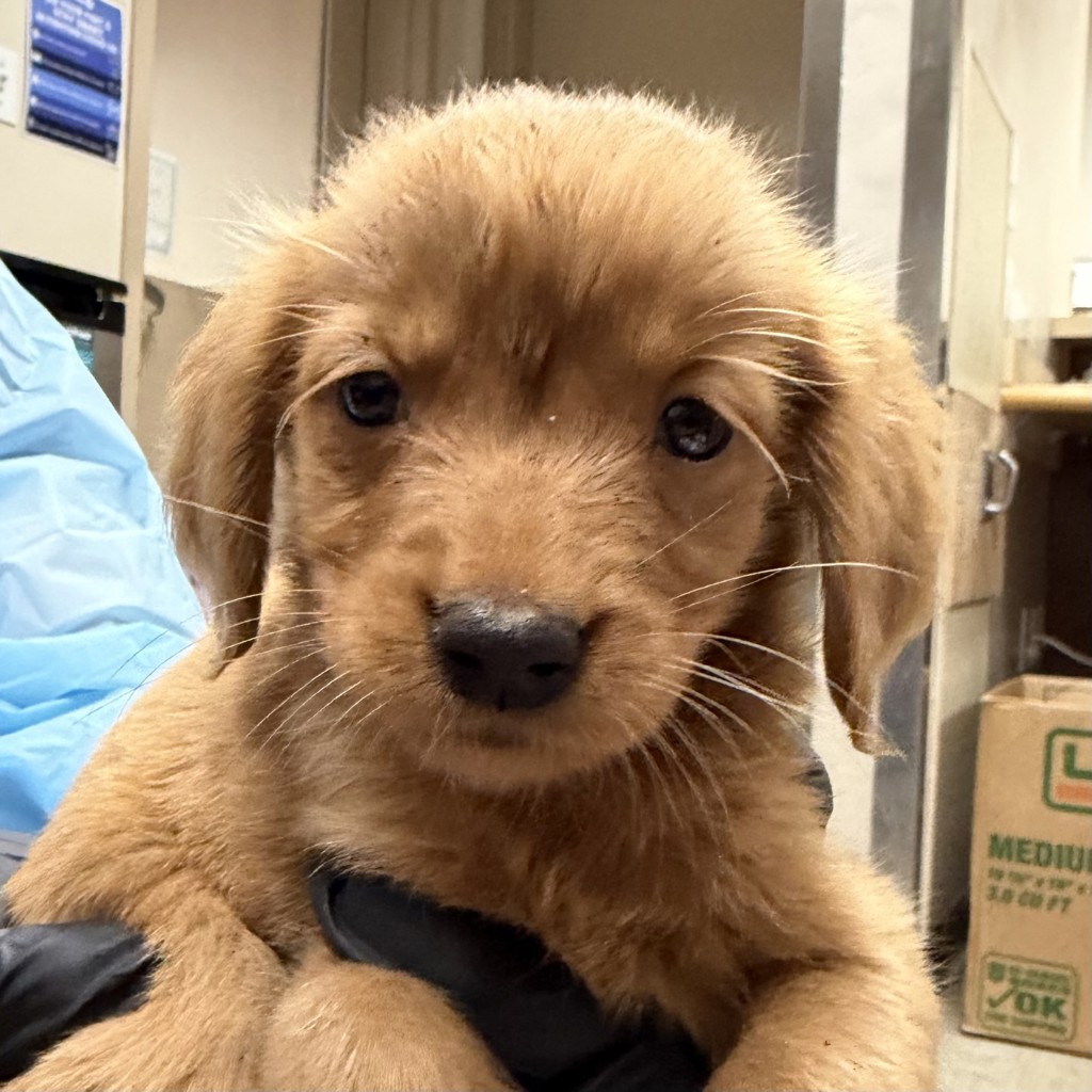 Shelter Stray Female Dog last seen Found on job site, Encinitas, CA, 92024, 5500 Gaines St, San Diego, CA 92110, USA