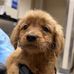 Shelter Stray Female Dog last seen Found on job site, Encinitas, CA, 92024, 5500 Gaines St, San Diego, CA 92110, USA