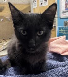 Shelter Stray Female Cat last seen Matthew Lane, San Marcos, CA, 92069, Escondido, CA 92027, USA