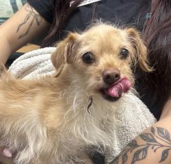 Shelter Stray Female Dog last seen Near Hillside Terrace, Vista, CA, 92084, Oceanside, CA 92058, USA