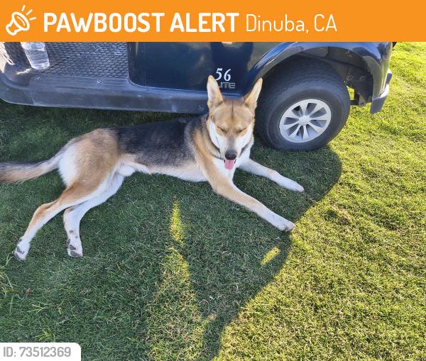 Found/Stray Male Dog last seen Ridge Creek Golf Course, Dinuba, CA 93618