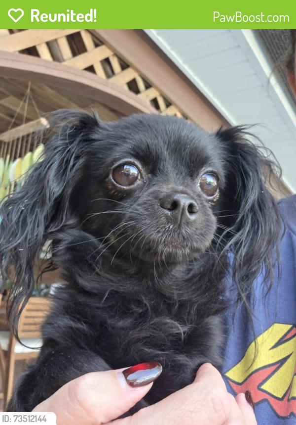 Reunited Female Dog last seen Lyman Ave Winter Park, Winter Park, FL 32789