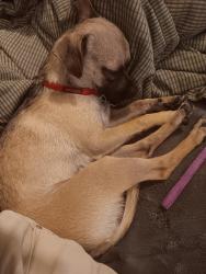 Reunited Male Dog last seen Zuni and grove, Albuquerque, NM 87108