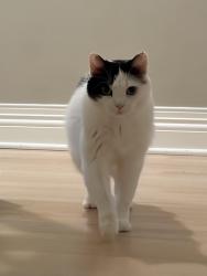 Reunited Female Cat last seen 53rd & Washburn, Minneapolis, MN 55410