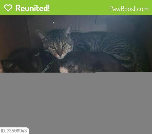 Reunited Male Cat last seen Southeastern Ave and Fisher Rd, Indianapolis, IN 46239