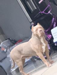 Found/Stray Unknown Dog last seen Briarfield and Power Plant Pkwy, Hampton, VA 23669