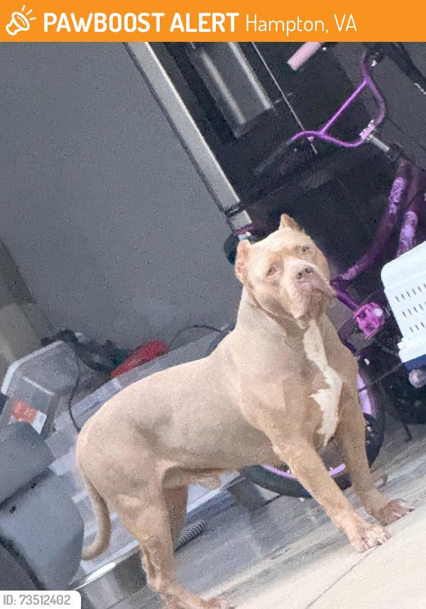 Found/Stray Unknown Dog last seen Briarfield and Power Plant Pkwy, Hampton, VA 23669