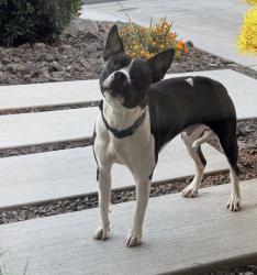 Reunited Male Dog last seen Castlevale Rd and Fechter Rd, Yakima, WA 98908