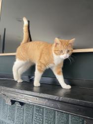 Lost Female Cat last seen Corner Westwood & Ontario. 0.5 mile from Kroger on Cascade road in Westend, Atlanta, GA 30310