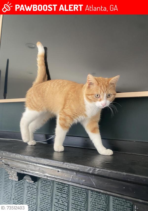 Lost Female Cat last seen Corner Westwood & Ontario. 0.5 mile from Kroger on Cascade road in Westend, Atlanta, GA 30310