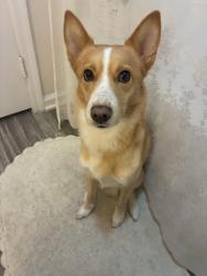 Found/Stray Male Dog last seen Near w patricia ann ln, peoria, Peoria, AZ 85382