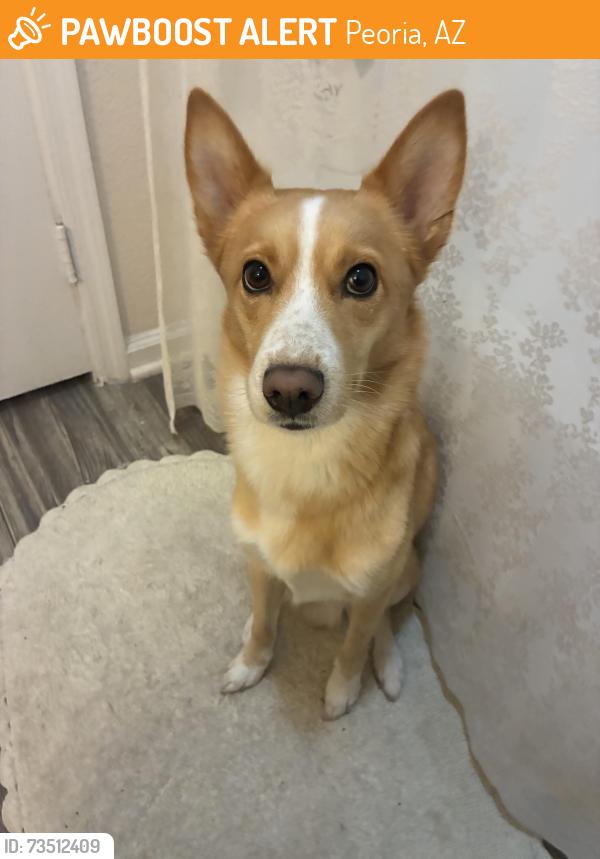 Found/Stray Male Dog last seen Near w patricia ann ln, peoria, Peoria, AZ 85382