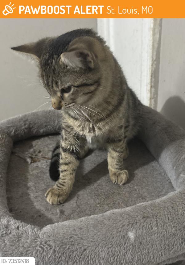 Found/Stray Male Cat last seen Delor, St. Louis, MO 63118