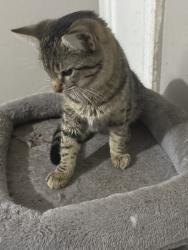 Found/Stray Male Cat last seen Delor, St. Louis, MO 63118