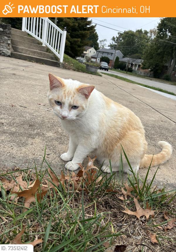 Found/Stray Unknown Cat last seen Wayside Ave, Cincinnati, OH 45230