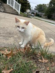Found/Stray Unknown Cat last seen Wayside Ave, Cincinnati, OH 45230