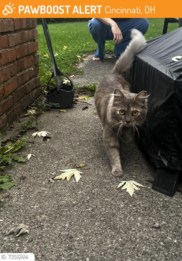 Found/Stray Female Cat last seen Near Oak Knoll Drive, Cincinnati, OH, USA, Cincinnati, OH 45224