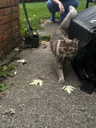 Found/Stray Female Cat last seen Near Oak Knoll Drive, Cincinnati, OH, USA, Cincinnati, OH 45224