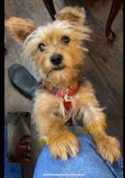Reunited Male Dog last seen Hardeman St., Coryell Way., Culberson Dr., Mesquite, TX, Mesquite, TX 75150