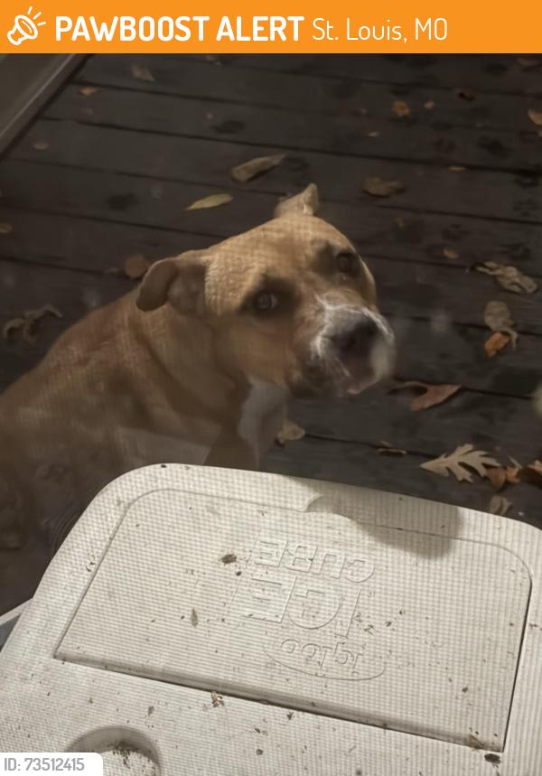 Found/Stray Female Dog last seen Bittersweet Lane and Strothman, St. Louis, MO 63138