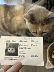 Reunited Female Cat last seen Harriet ave & Ord st, Seacliff, CA 95003