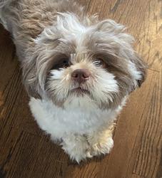 Reunited Male Dog last seen Near 4th street port reading, NJ 07064, Woodbridge Township, NJ 07064