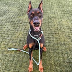 Shelter Stray Male Dog last seen , 361 S Raymond Ave, Pasadena, CA 91105, USA