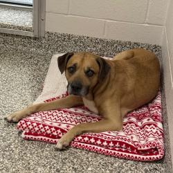Shelter Stray Male Dog last seen , 425 Kirksey Dr, Morganton, NC 28655, USA